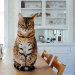 kefir-voor-dieren