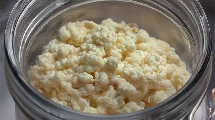 melkkefirkorrels
