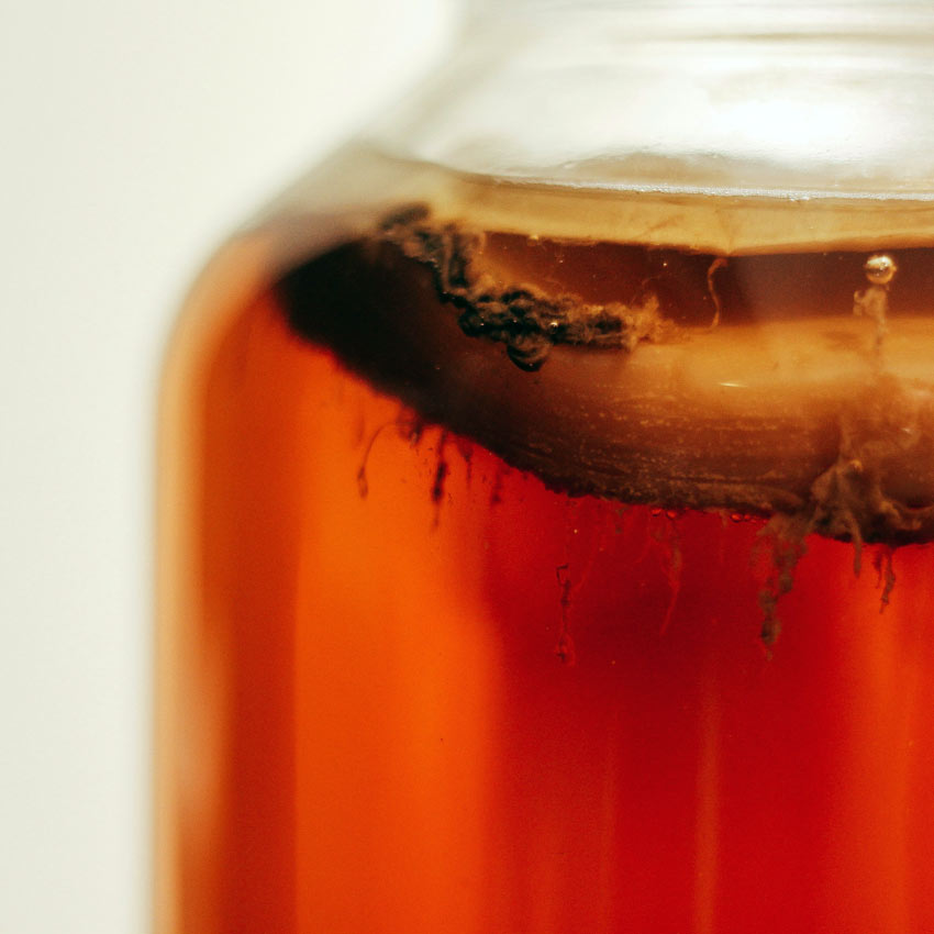 Kombucha SCOBY zwam