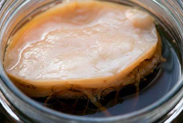 Kombucha SCOBY