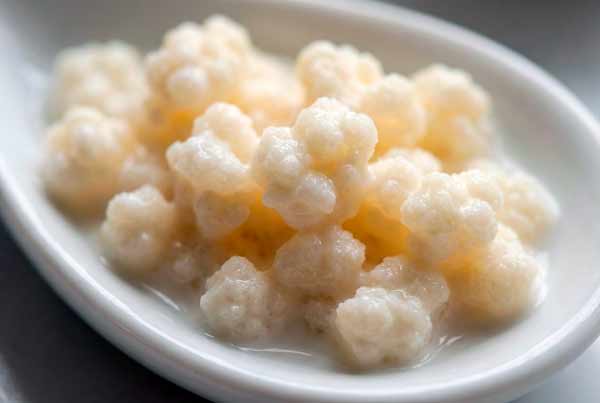 Verse melkkefirkorrels in een glas